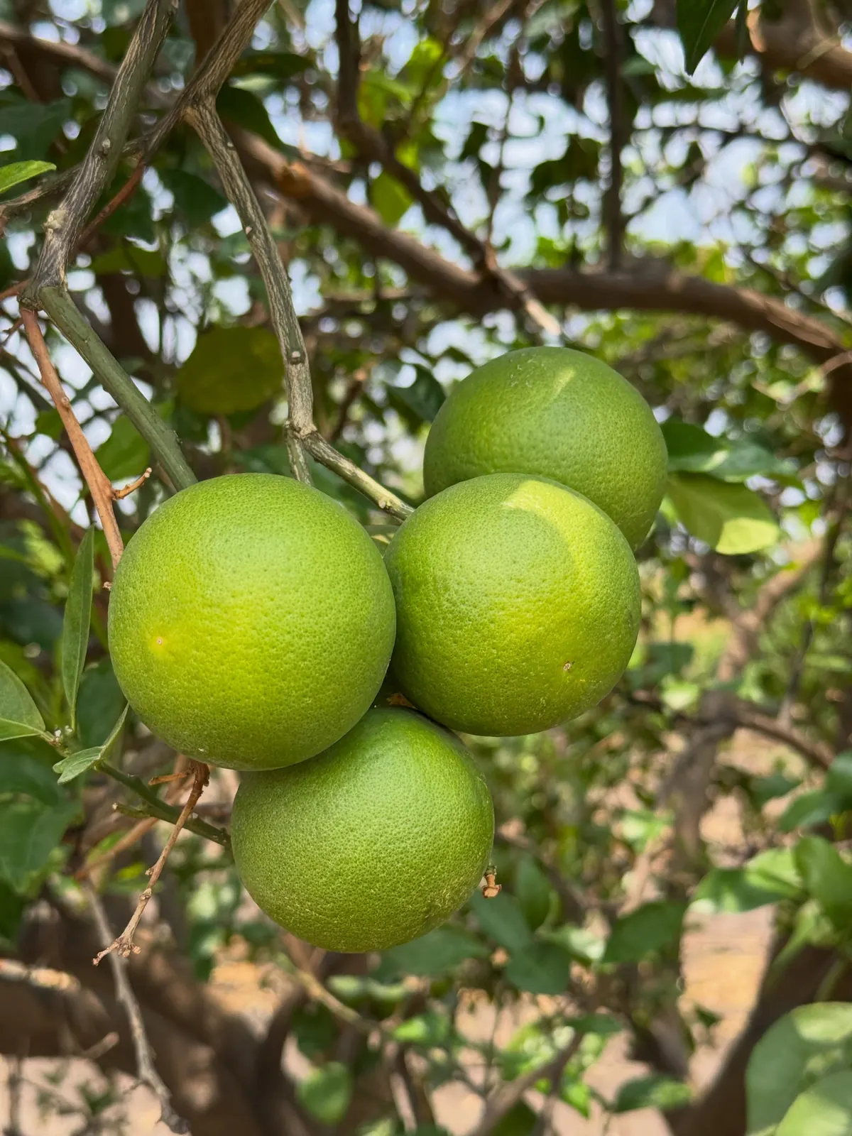 Four green sweet mosambi fruits hanging on a branch at Uma Farm, Adalpura Kampa, Dhansura, Gujarat